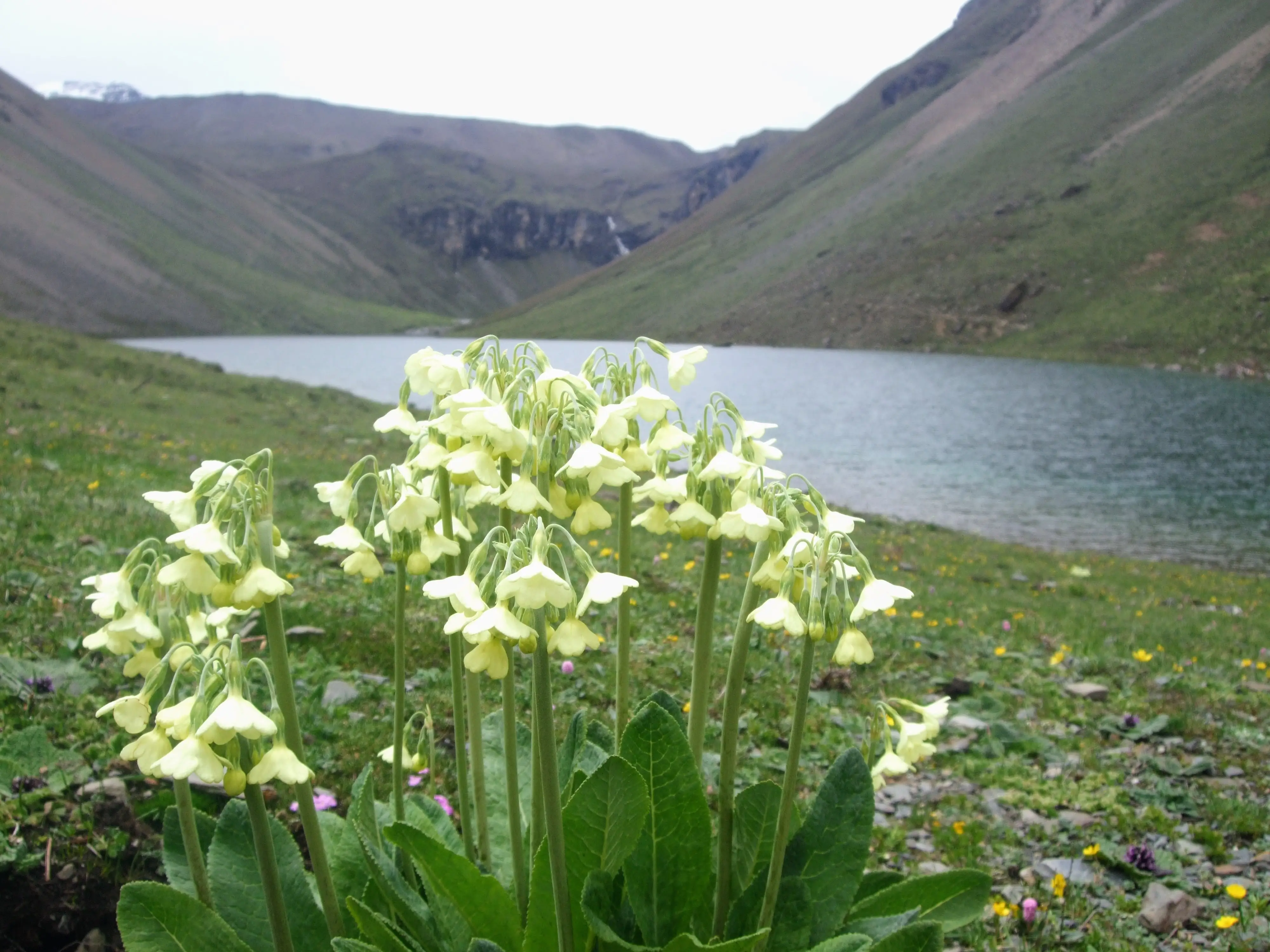 Alpine primulas flowering beside a high glacial lake on a Bhutanese trekking route