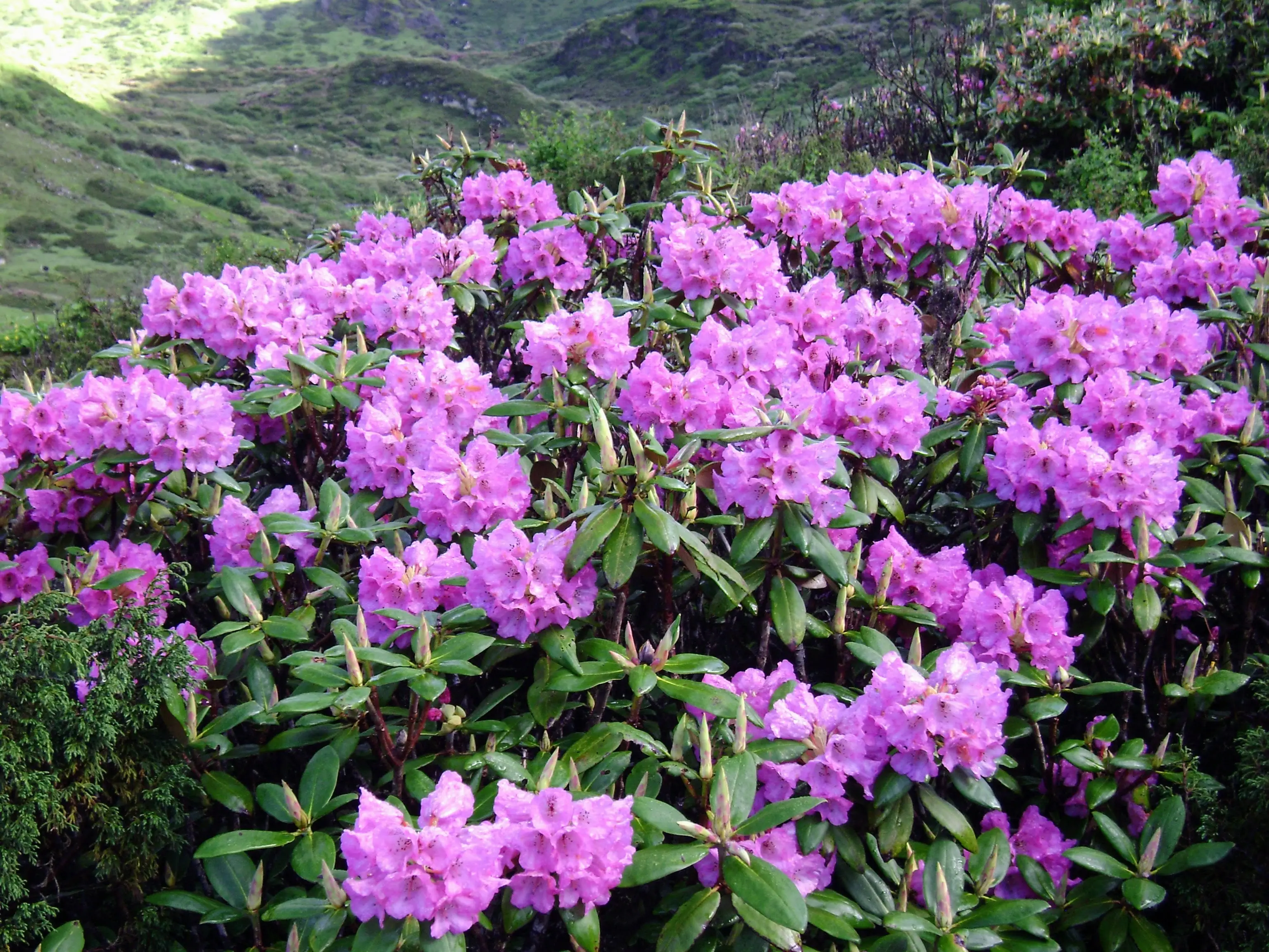Pink rhododendrons in full bloom on a green Bhutanese hillside
