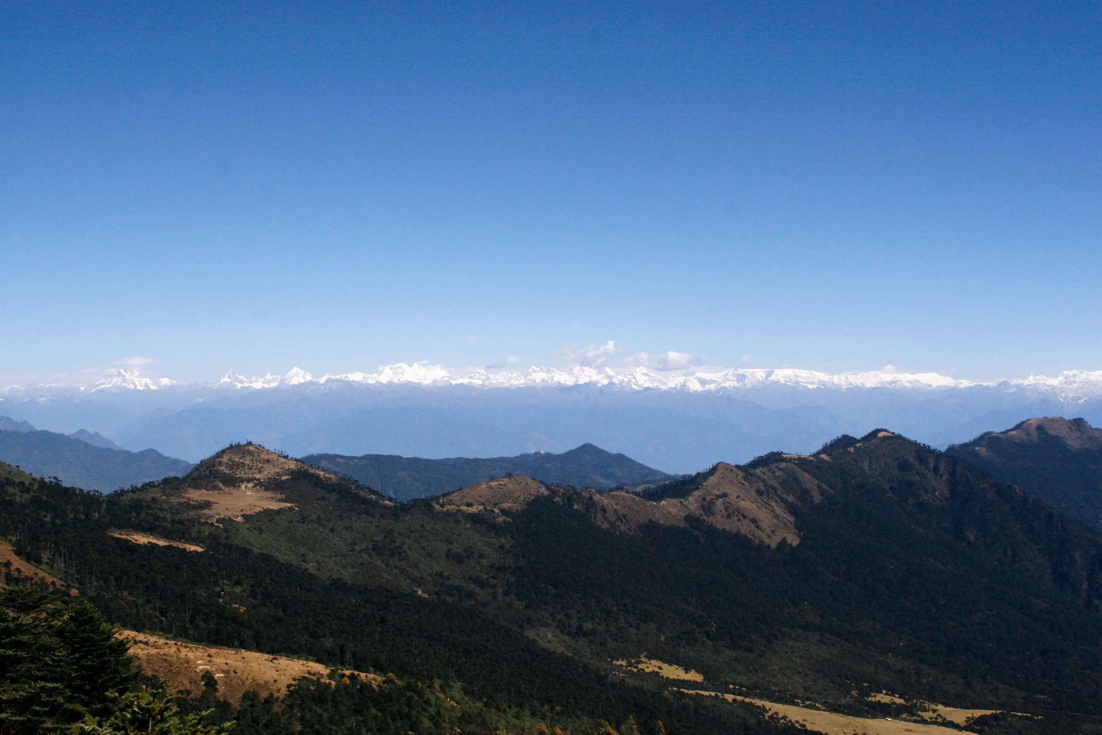 The snow-covered high Himalaya seen from a forested Bhutanese pass under a clear winter sky
