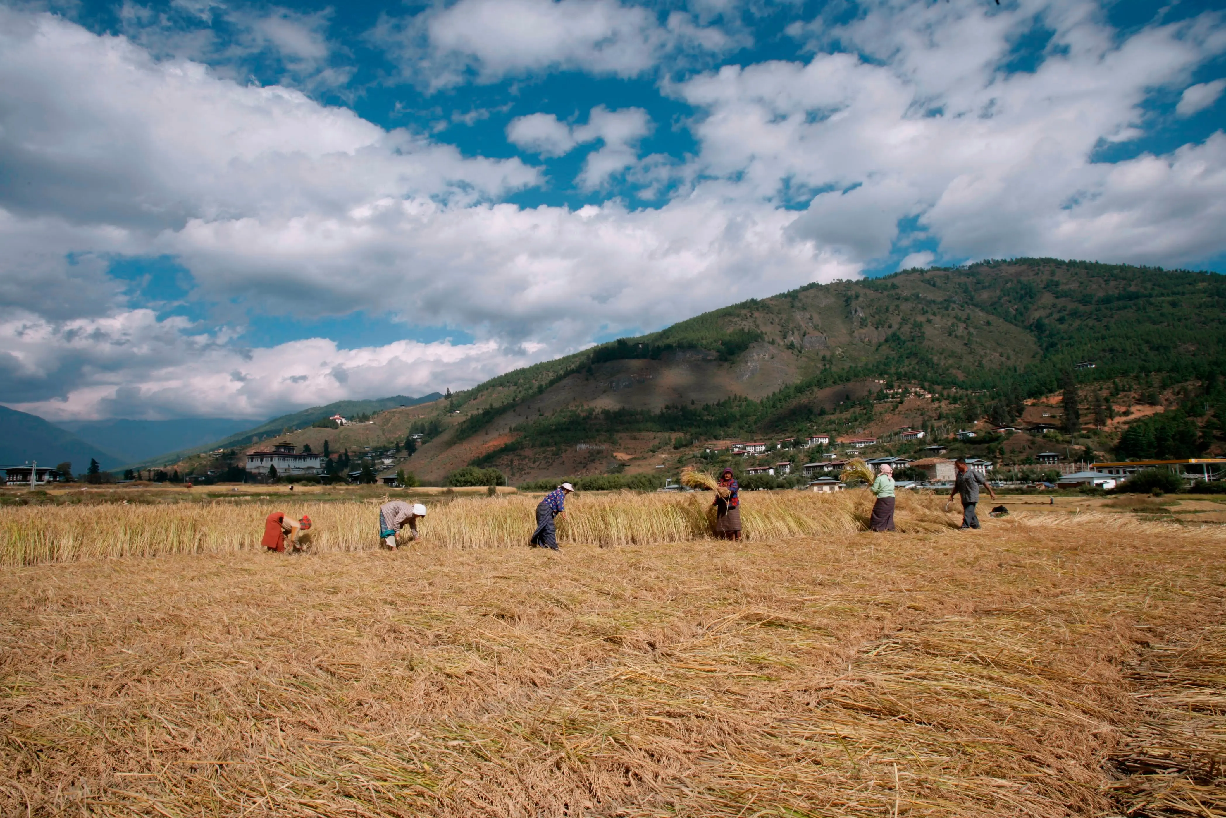 Farmers cutting the golden rice harvest in the Paro valley under an autumn sky, Rinpung Dzong beyond