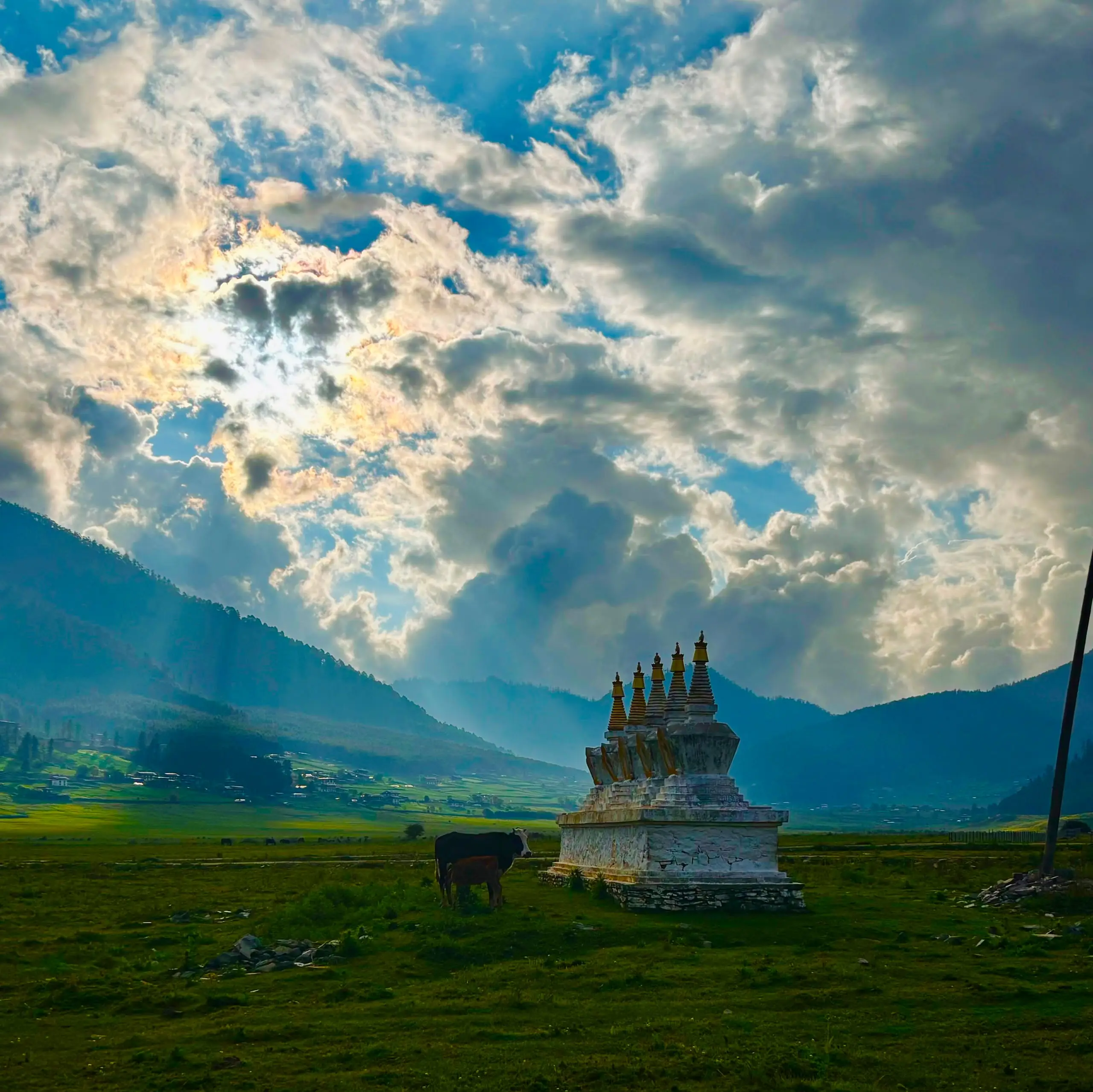 Chortens and grazing cattle on the wide glacial floor of the Phobjikha valley