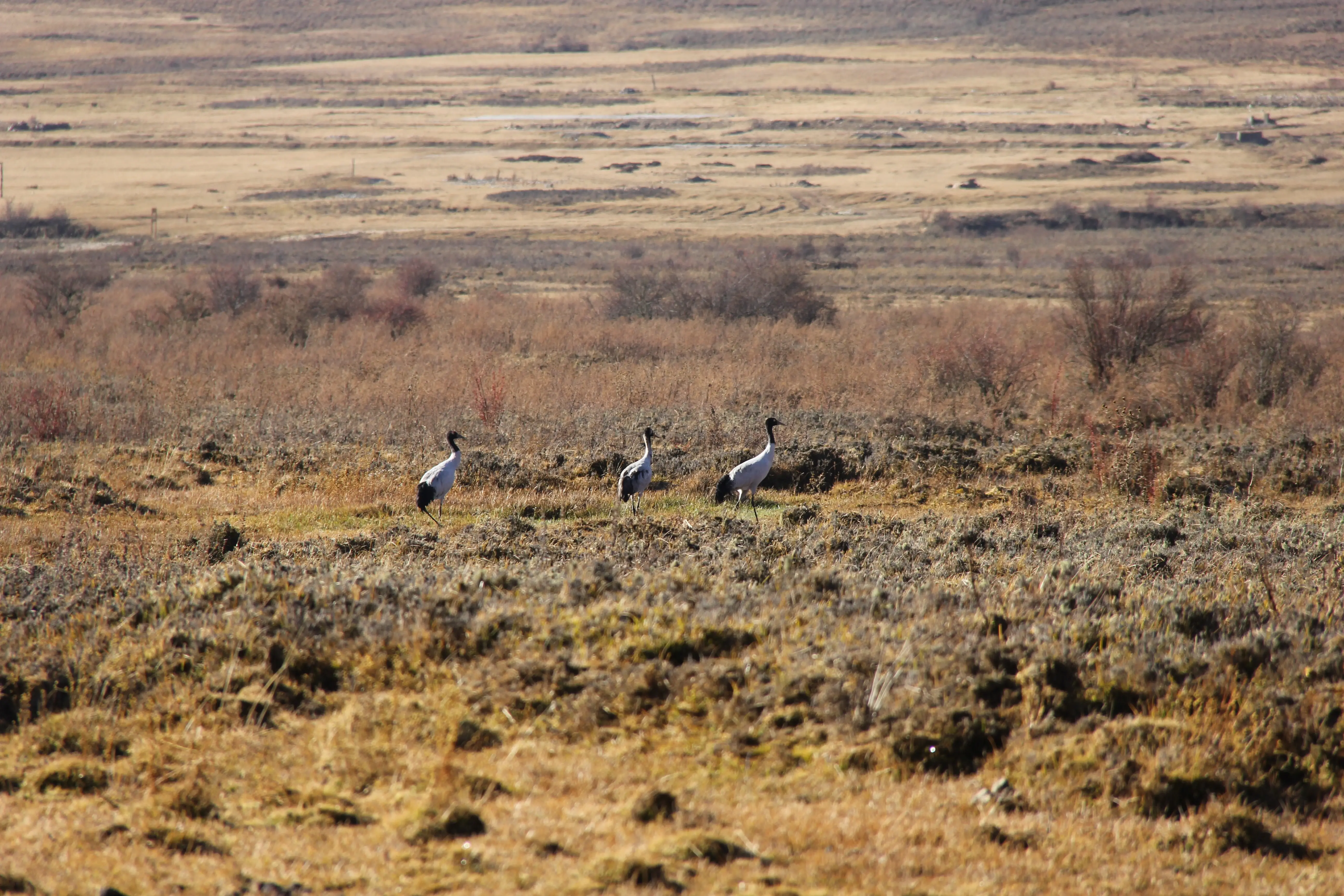Three black-necked cranes in the winter marsh grass of the Phobjikha valley